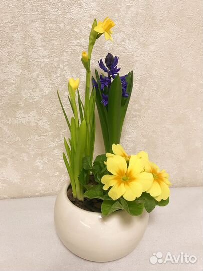 Композиция из первоцветов к 8 марта