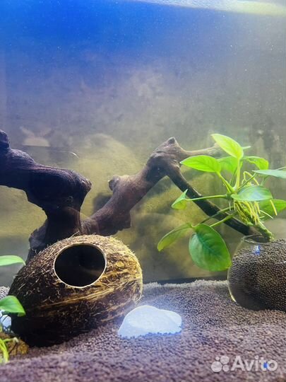 Аквариум 80 литров,золотые рыбки,фильтр