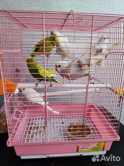 Пара волнистых попугаев