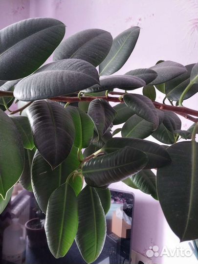 Продам цветы комнатные