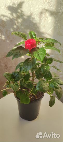 Ванька мокрый