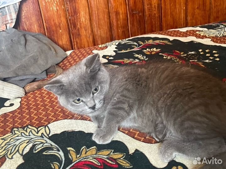 Котенок 2 девочки