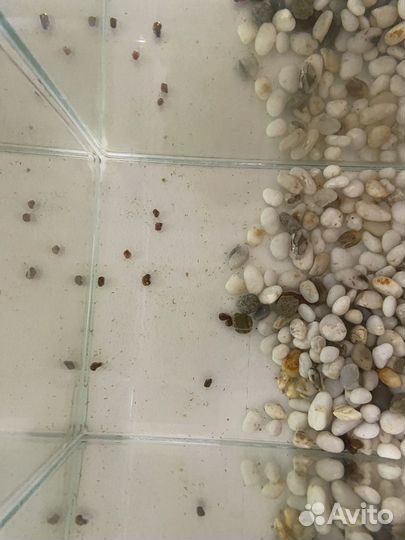 Улитки катушки