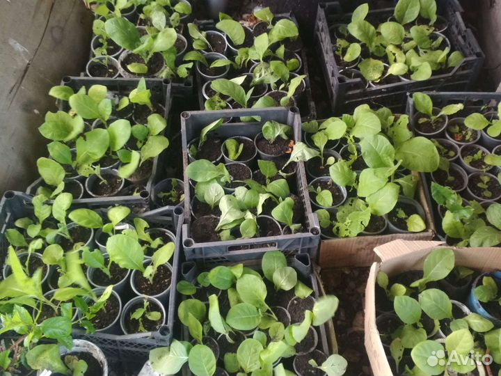 Рассада табака