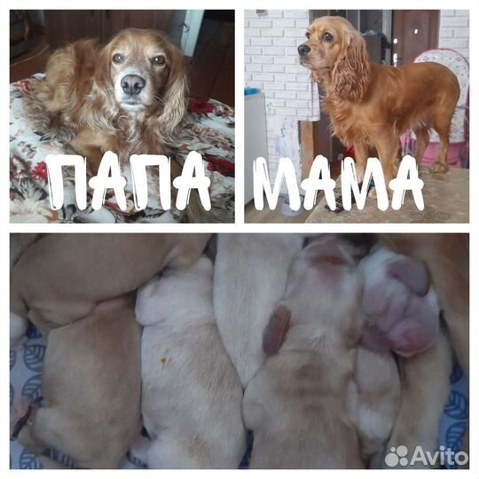 Кокер спаниель