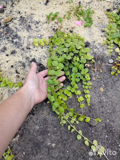 Лизимахия Вербейник манетчатый