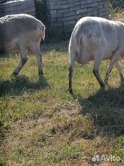 Овцы бараны