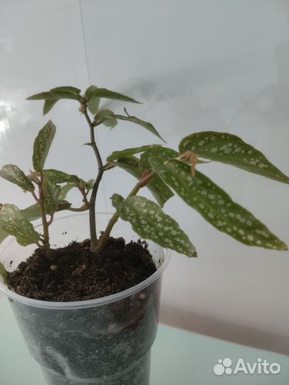 Домашние растения