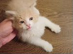 Бело-рыжий котенок, мальчик, 1 месяц