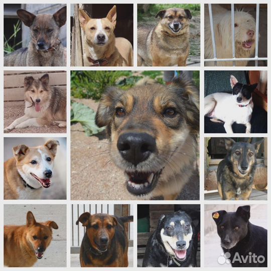 Собака в добрые руки