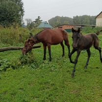 Продам кобылу с кобылкой 130т.р