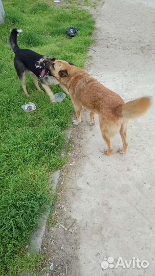 Собака в добрые руки отдам бесплатно Безпородная