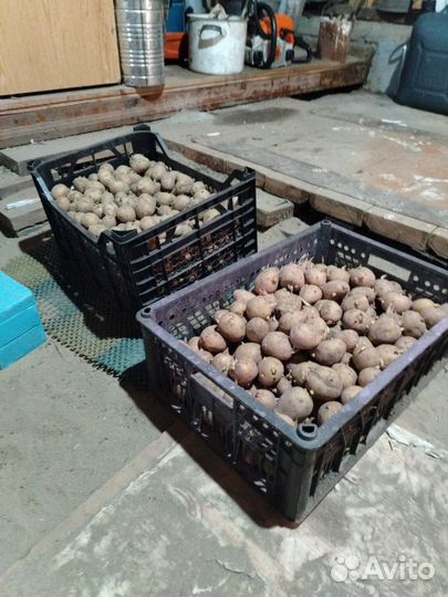 Продам семенной картофель