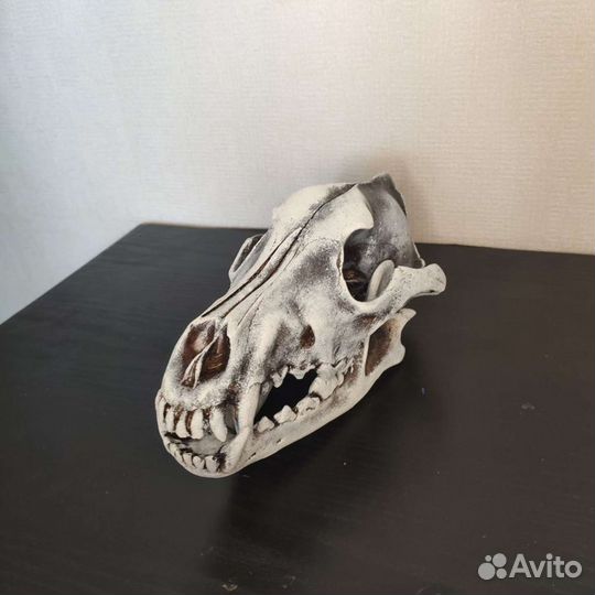 Череп волка, реплика