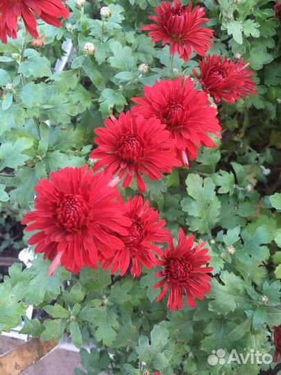 Продам хризантемы