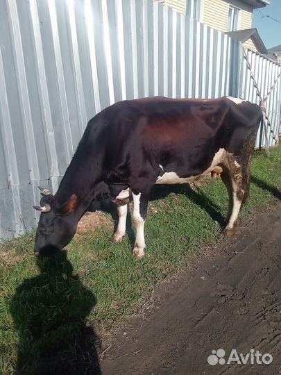 Корова стельная дойная