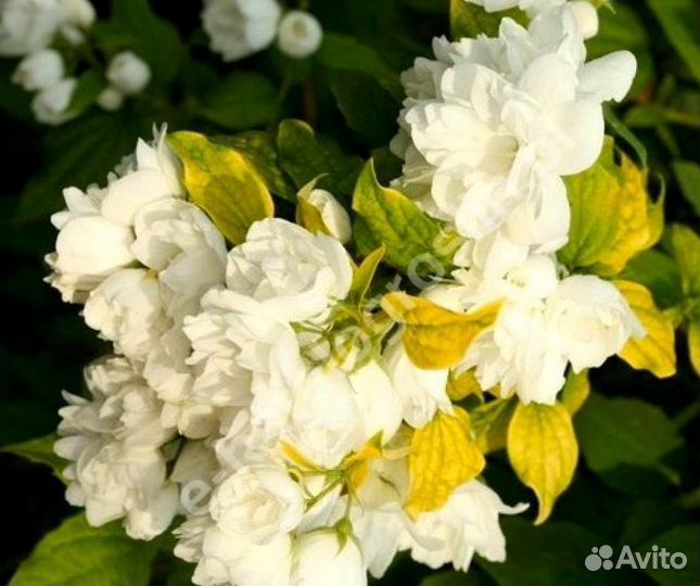 Гортензия,калина бульденеж,чубушник,пузыреплодники