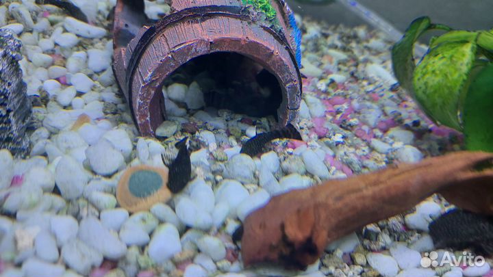 Сомики анциструсы