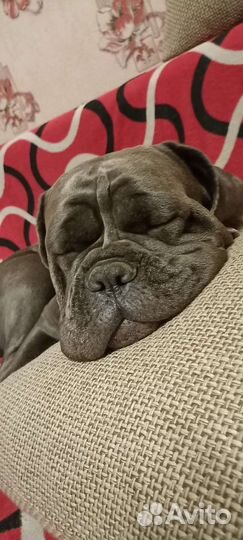 Догситтер, зооняня, передержка животных