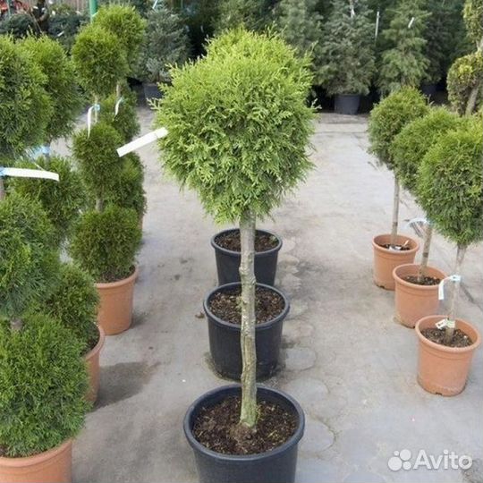 Туя Смарагд Шар