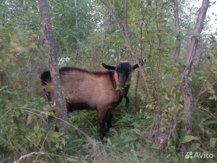 Козлы вязка