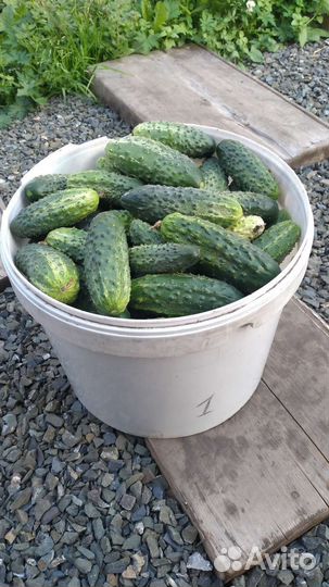 Огурцы свежие домашние
