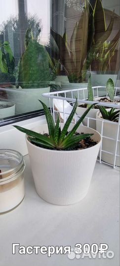 Сансевиерия, алоэ, гастерия