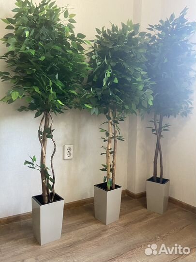 Декоративное дерево фикус Бенджамина