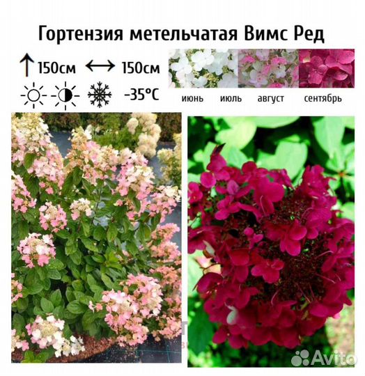 Гортензия метельчатая саженцы