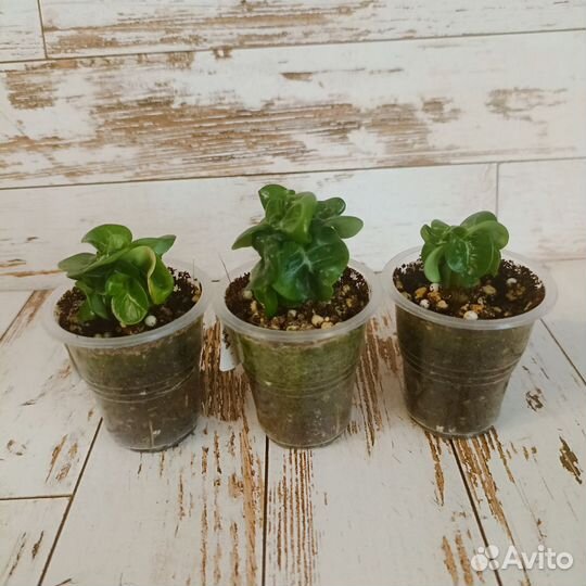 Адениумы dha и арабикумы (сеянцы)