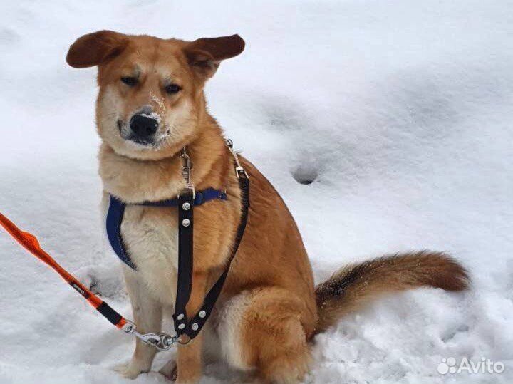 Уму бросили хозяева