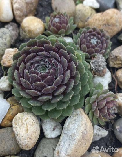 Молодило каменная роза