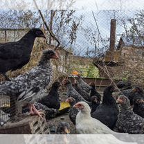 Цыплята несушки подрощенные