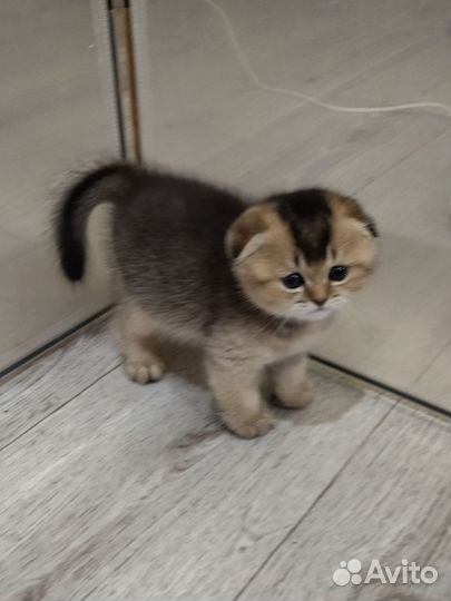 Шотландский вислоухий котëнок