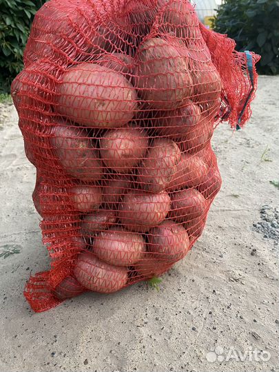 Картофель свежий,морковь,свекла,капуста