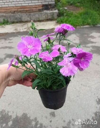 Гвоздика многолетняя