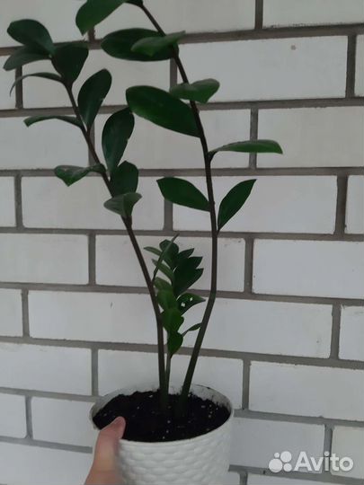 Замиокулькас