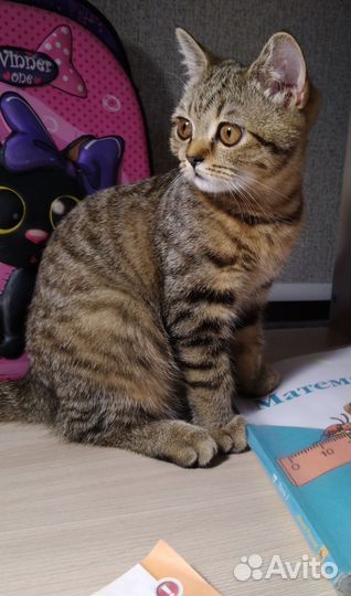 Кошка в добрые руки