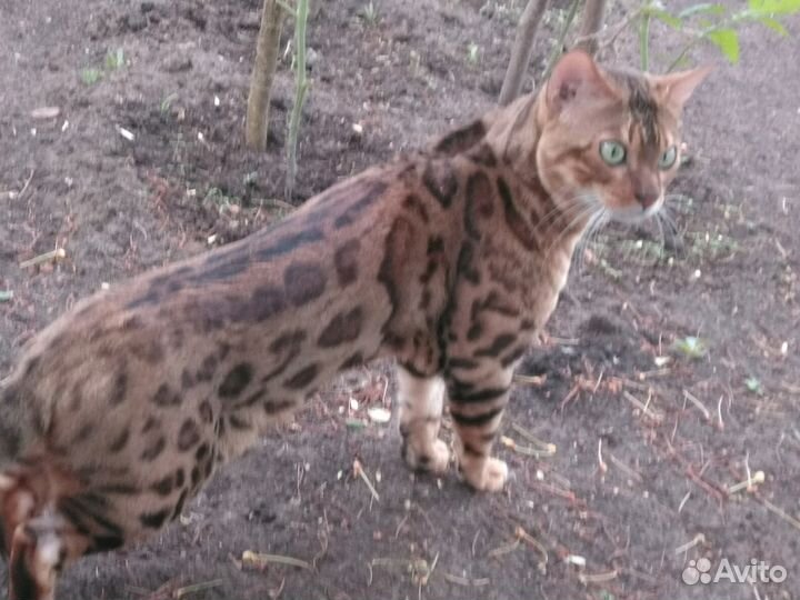 Бенгальская