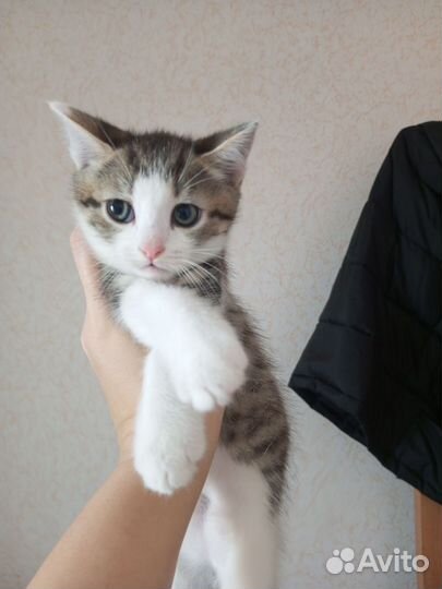 Котенок в дар мальчик