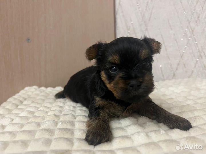 Йоркширский терьер мини беби фейс