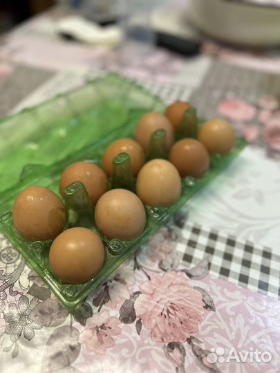Домашние куриные яйца