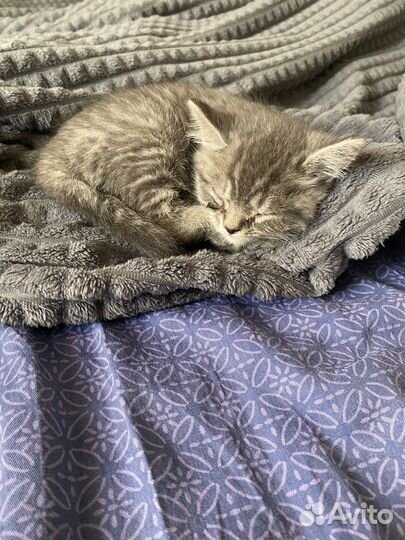 Бесплатные котята