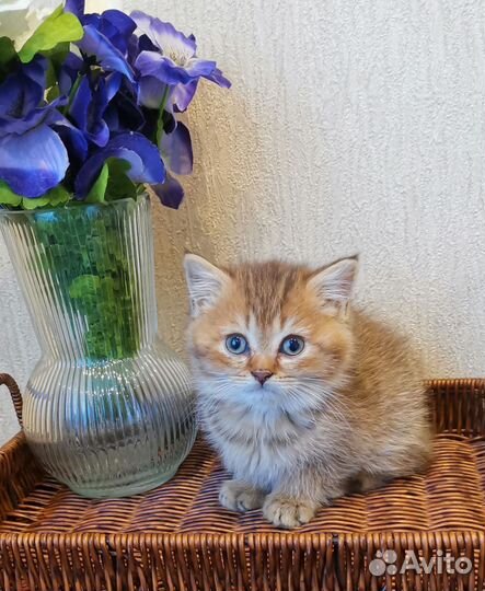 Британские котята