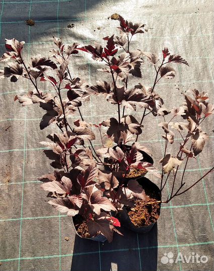 Пузыреплодник калинолистный 