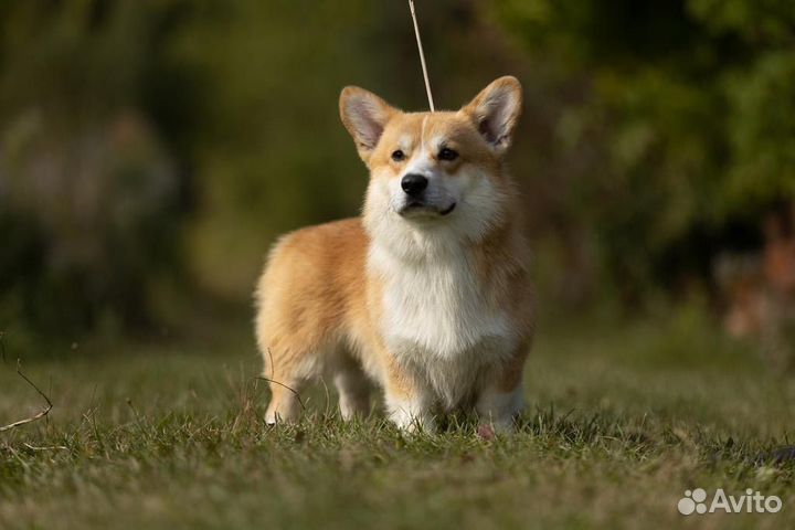 Вельш-корги пемброк девочка