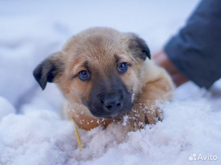 Малыши из приюта ищут дом