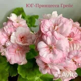 Пеларгония герань, элитные сорта