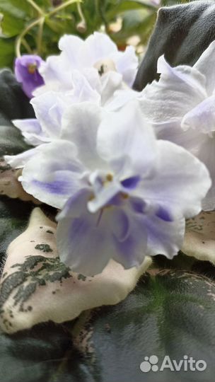 Сортовые фиалки