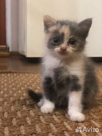 Самые милые котята